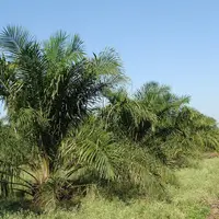 Un palmier à huile
