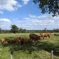 Troupeau de vache au champ, en Creuse, été 2024.