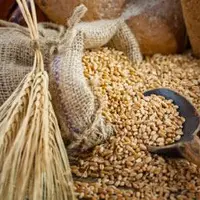 photo de grains de blé sortant d'un sac en toile de jute et épi de blé.