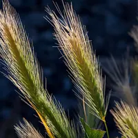 Des épis d'orges