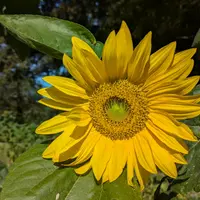 Fleur de tournesol, en Creuse, Juillet 2024.
