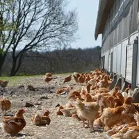 aviculture. production de volailles fermières dans l'Allier. élevage de volaille en plein air.