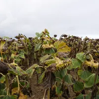 champ de tournesol en fin d'été dans le Cher pas encore au stade de la récolte à cause de feuilles encore vertes et de do