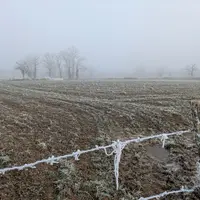 Champ de blé, décembre 2024, département de la Creuse.