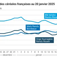 prix du blé tendre rendu Rouen, de l'orge fourragère rendu Rouen et du maïs rendu Bordeaux en juillet août 2024