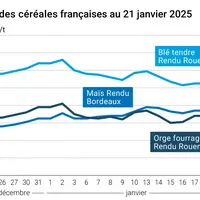 prix du blé tendre rendu Rouen, de l'orge fourragère rendu Rouen et du maïs rendu Bordeaux en juillet août 2024