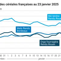 prix du blé tendre rendu Rouen, de l'orge fourragère rendu Rouen et du maïs rendu Bordeaux en juillet août 2024