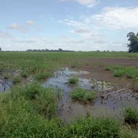 Excès d'eau dans un champ de soja en Argentine.