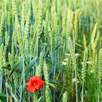 champ de blé avec coquelicot