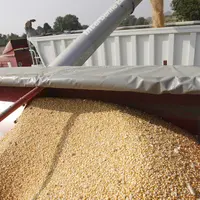 Récolte de maïs au champ.