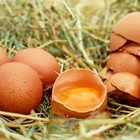oeufs dont un cassé sur l'herbe
