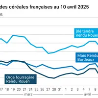 prix du blé tendre rendu Rouen, de l'orge fourragère rendu Rouen et du maïs rendu Bordeaux en juillet août 2024