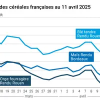 prix du blé tendre rendu Rouen, de l'orge fourragère rendu Rouen et du maïs rendu Bordeaux en juillet août 2024
