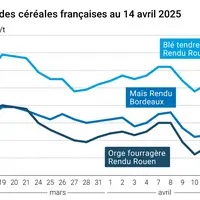 prix du blé tendre rendu Rouen, de l'orge fourragère rendu Rouen et du maïs rendu Bordeaux en juillet août 2024