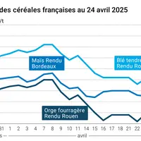 prix du blé tendre rendu Rouen, de l'orge fourragère rendu Rouen et du maïs rendu Bordeaux en juillet août 2024