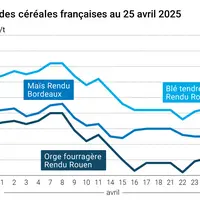 prix du blé tendre rendu Rouen, de l'orge fourragère rendu Rouen et du maïs rendu Bordeaux en juillet août 2024