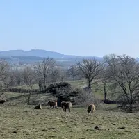 Vaches limousines au pâturage, en Creuse, mars 2025.