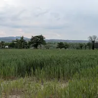 Champ de blé, en Creuse, mai 2025.