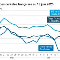 prix du blé tendre rendu Rouen, de l'orge fourragère rendu Rouen et du maïs rendu Bordeaux en juillet août 2024