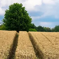 Champ de blé tendre.