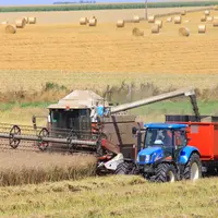 Une moissonneuse batteuse en action dans un champ de colza 2025