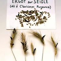 sclérotes d'ergot de seigle dans un épi