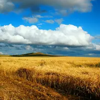 Champ de blé au Kazakhstan.