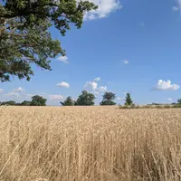 Champ de blé blond, en Creuse, en juillet 2025