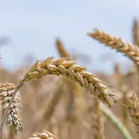 Epis de blé mûrs, dans un champ.