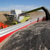Moisson du Colza dans les plaines cerealieres de la Marne. Agriculteur moissonnant sa parcelle de Colza avec une moissonneuse bateuse Claas 740 Lexion