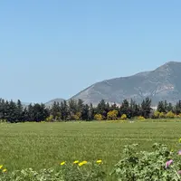 Champ de céréales aux environs de Mateur, Tunisie en avril 2025