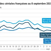 prix du blé tendre rendu Rouen, de l'orge fourragère rendu Rouen et du maïs rendu Bordeaux en juillet août 2024