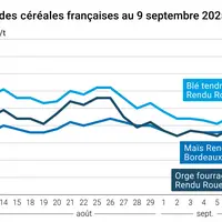 prix du blé tendre rendu Rouen, de l'orge fourragère rendu Rouen et du maïs rendu Bordeaux en juillet août 2024