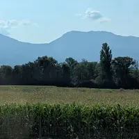 Champ de maïs, Isère, août 2025.