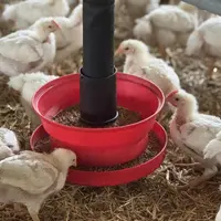 Poulets autour d'une mangeoire, plaine de granulés.