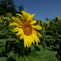 Tournesol en fleur dans un champ.