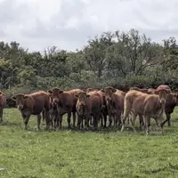 Troupeau de vaches de race limousine dans un pré, Creuse, octobre 2025.