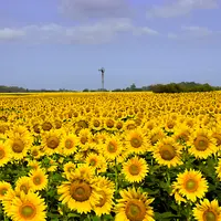 Champ de tournesol en fleur argentin.