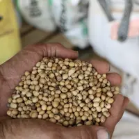 graines de soja au creux de mains