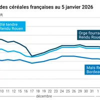 prix du blé tendre rendu Rouen, de l'orge fourragère rendu Rouen et du maïs rendu Bordeaux en juillet août 2024