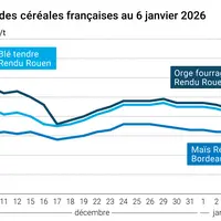 prix du blé tendre rendu Rouen, de l'orge fourragère rendu Rouen et du maïs rendu Bordeaux en juillet août 2024