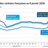 prix du blé tendre rendu Rouen, de l'orge fourragère rendu Rouen et du maïs rendu Bordeaux en juillet août 2024
