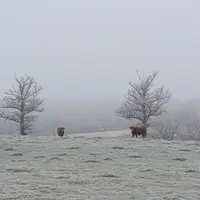 champs sous la gelée blanche avec deux vaches