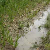 Champ de céréales inondé