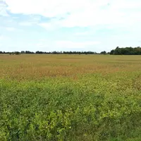 Champ de soja sur le point d'être récolté, dans la province de Buenos Aires, en Argentine.