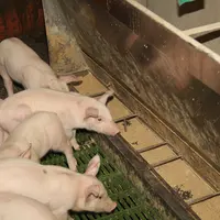 Porcs en stabulation et mangeoire