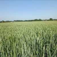 champ de blé en Normandie, mai 2026.