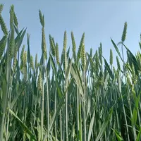 champ de blé en Normandie, juin 2026