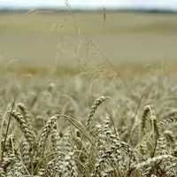 Champ de blé