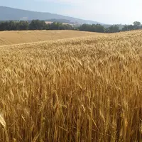 Blé bio dans le Vaucluse